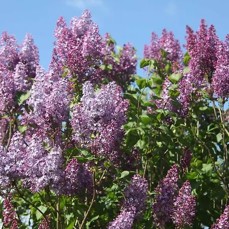 Polkvitz Casa vacanze